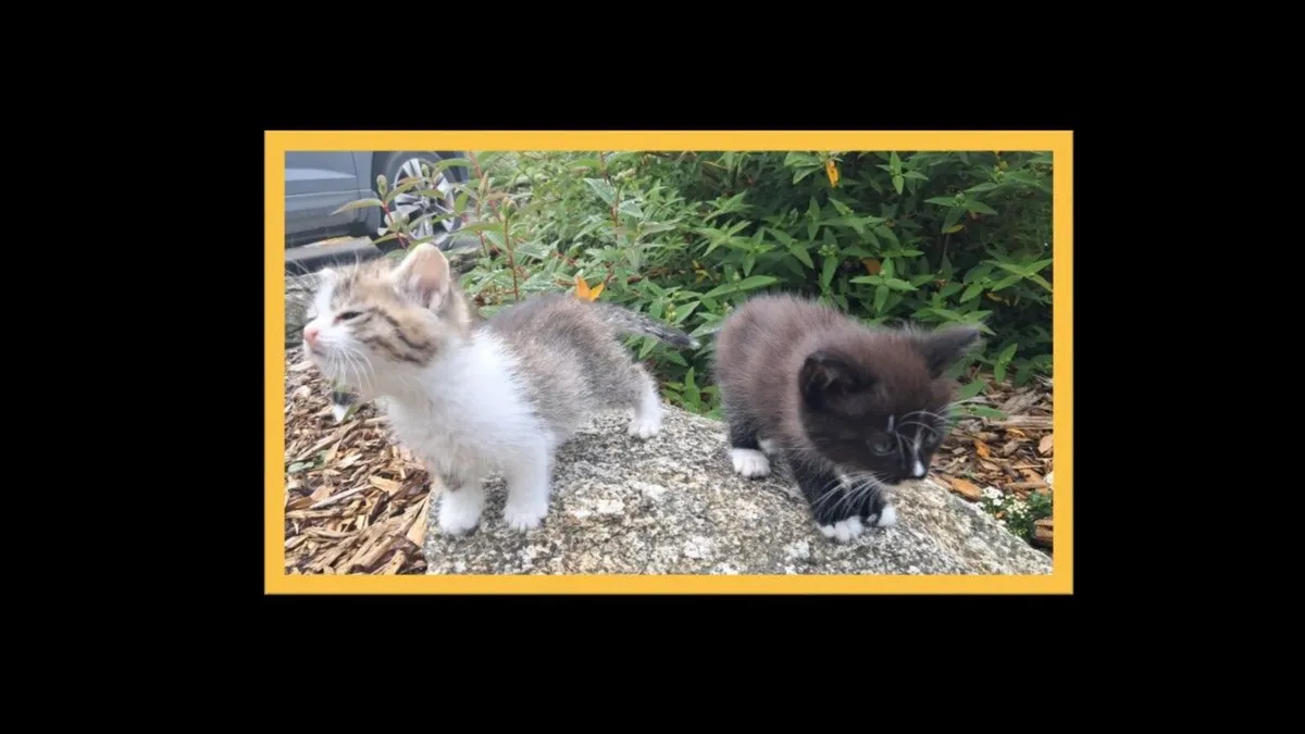 KITTENS FOR SALE - Image 1