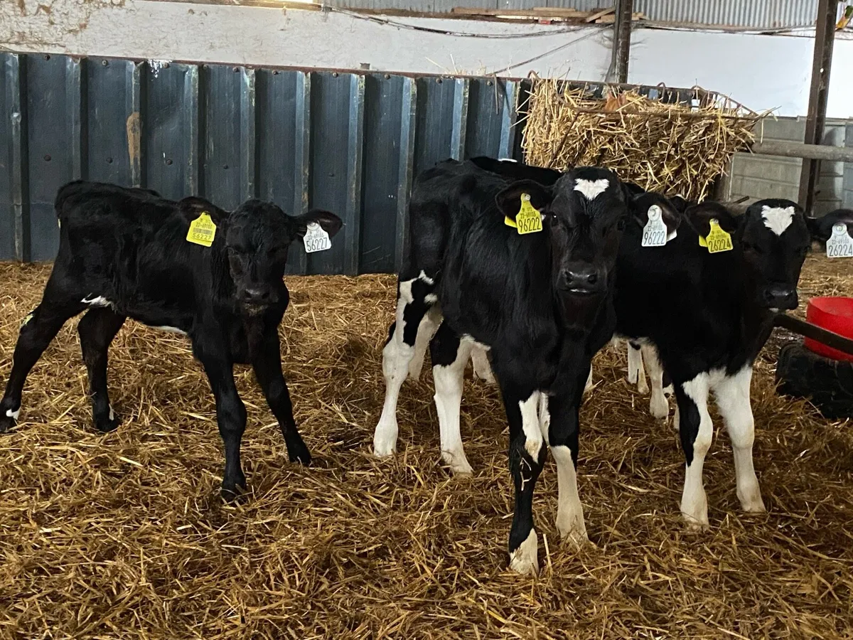Calves - Image 2