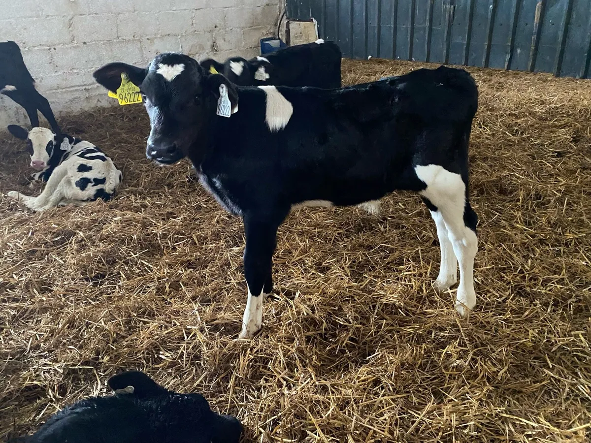 Calves - Image 1