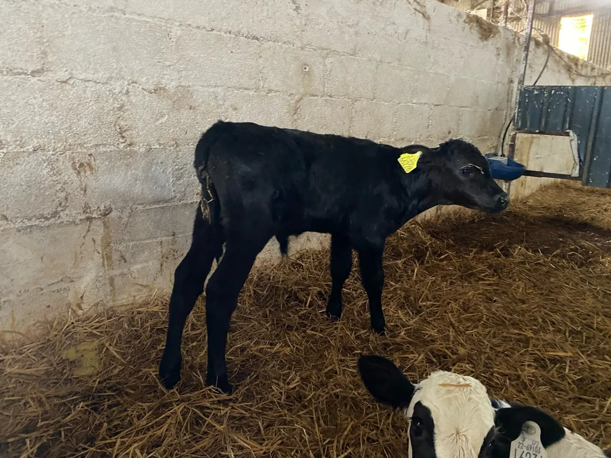 Calves - Image 3