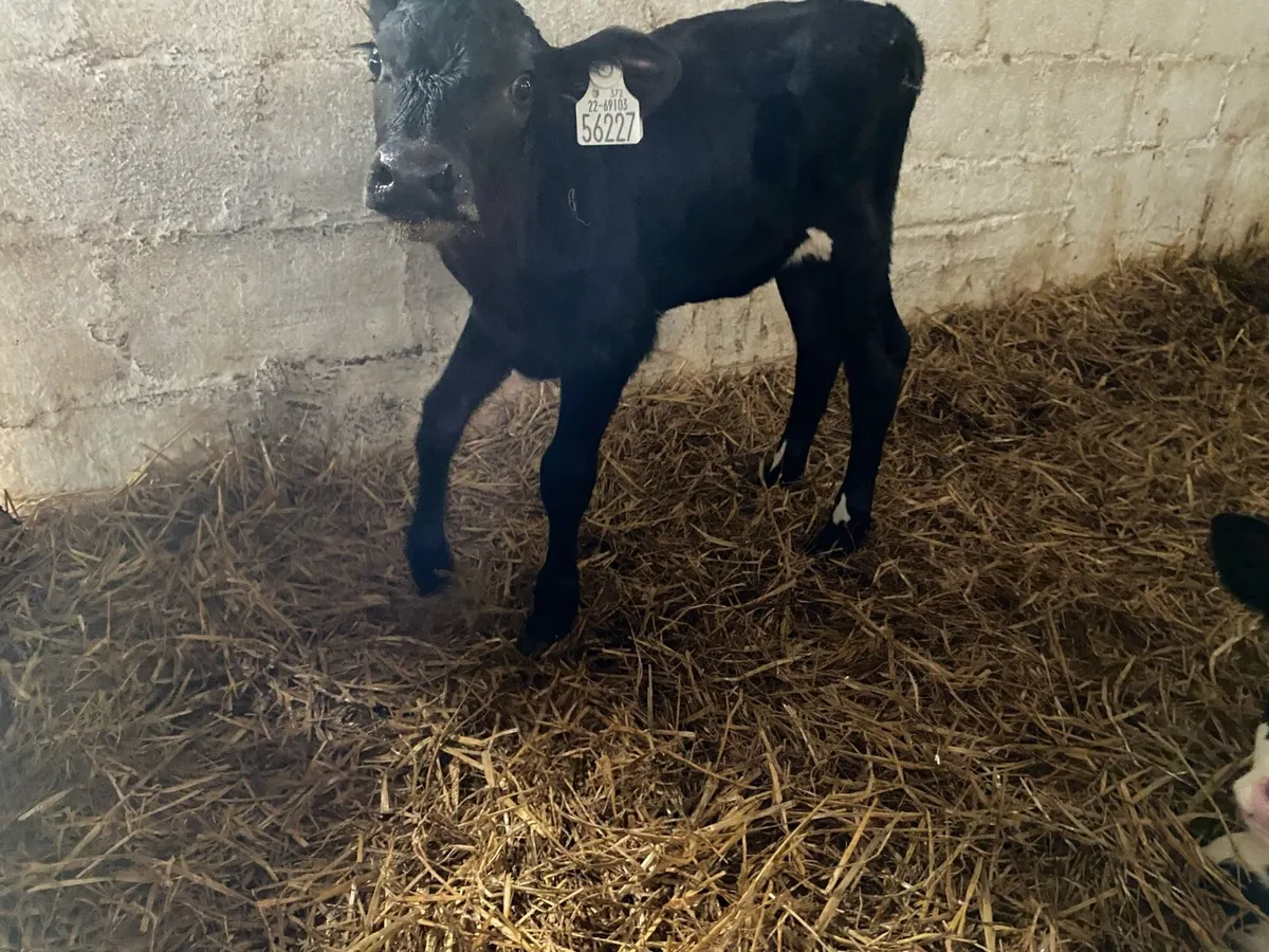 Calves - Image 4
