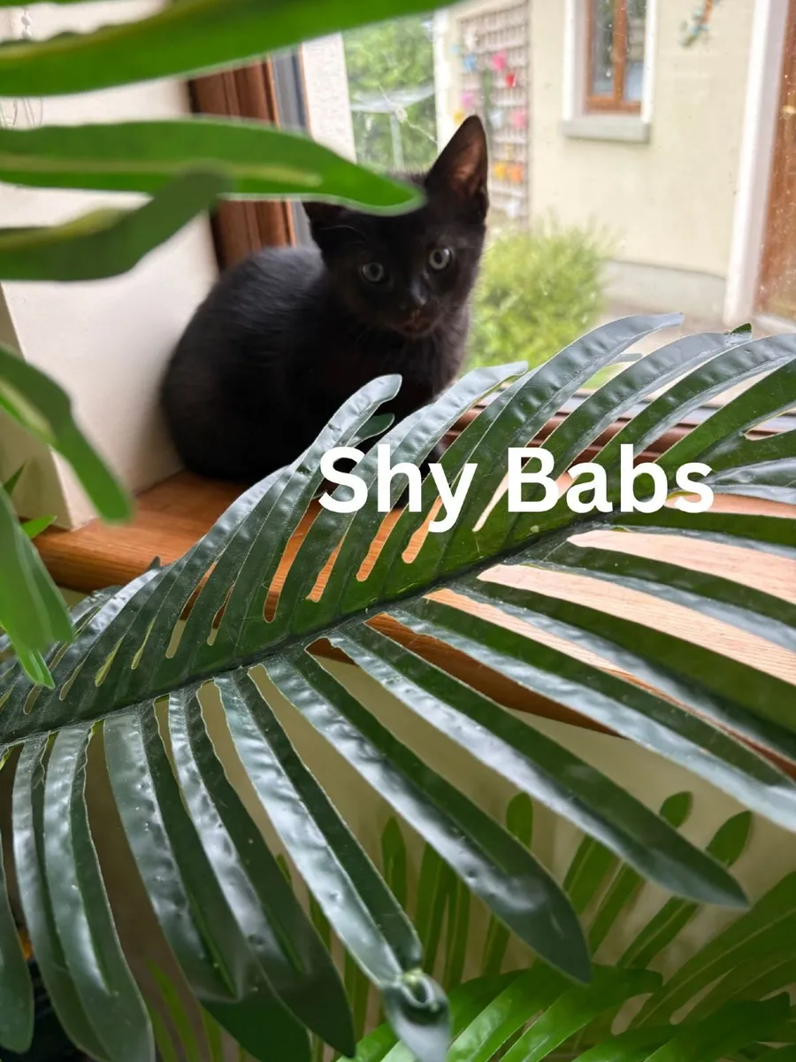 Babs, Stu and Sid - 8 week kittens for sale - Image 3