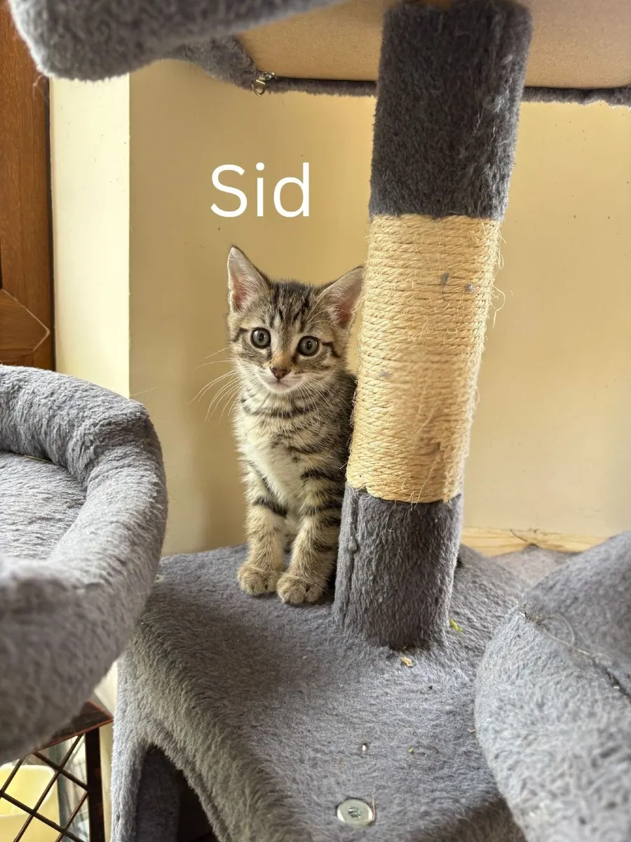 Babs, Stu and Sid - 8 week kittens for sale - Image 4