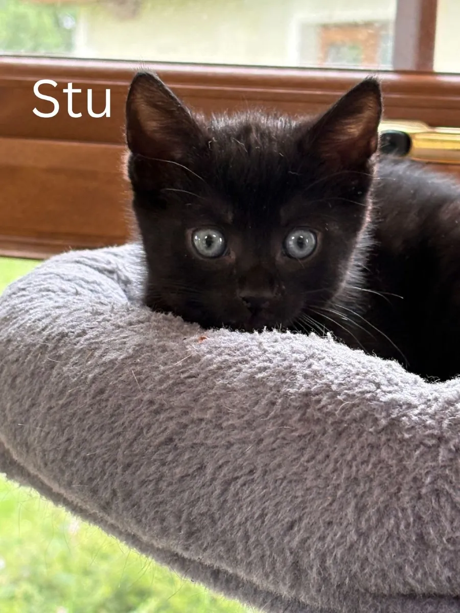 Babs, Stu and Sid - 8 week kittens for sale - Image 2
