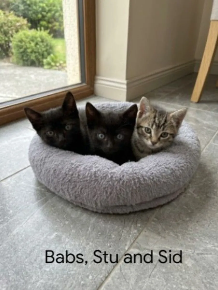 Babs, Stu and Sid - 8 week kittens for sale - Image 1