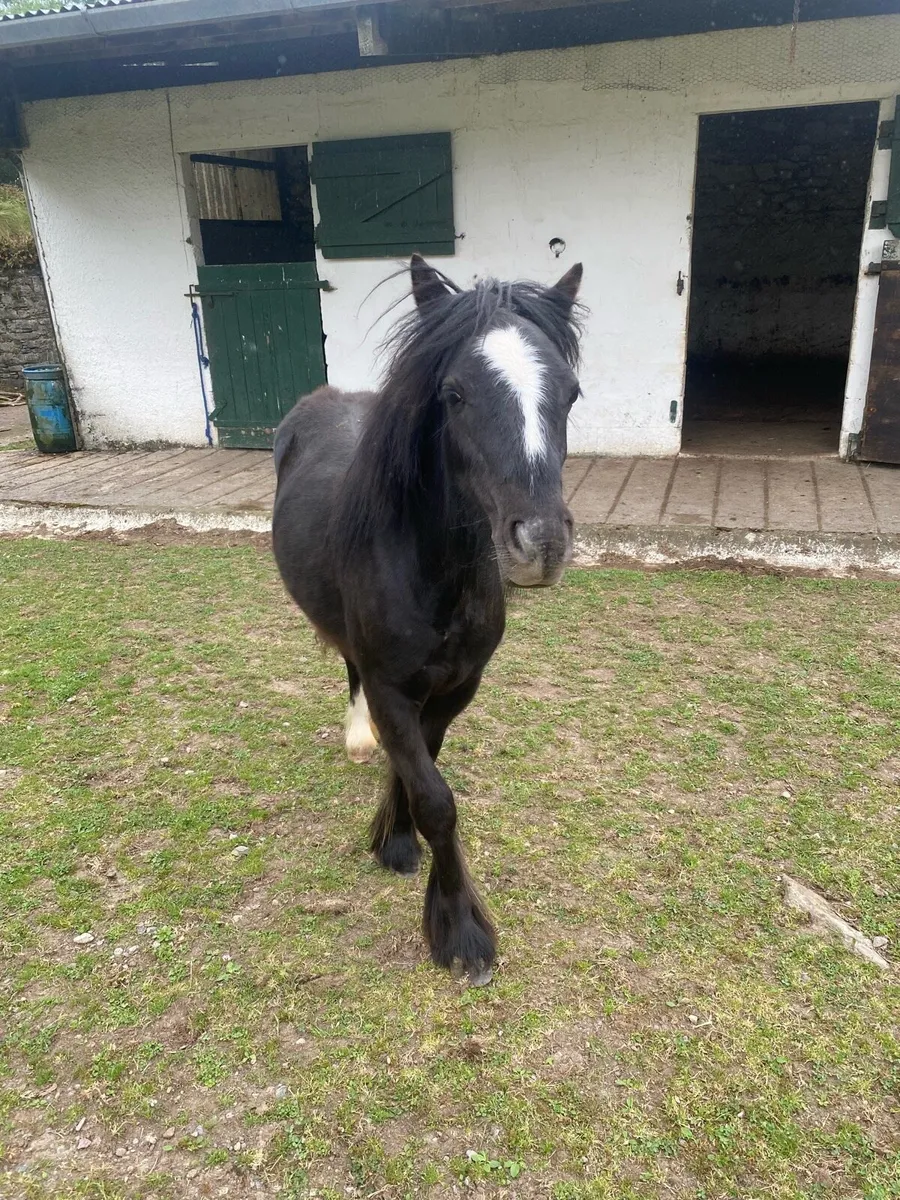 11 month old filly - Image 4