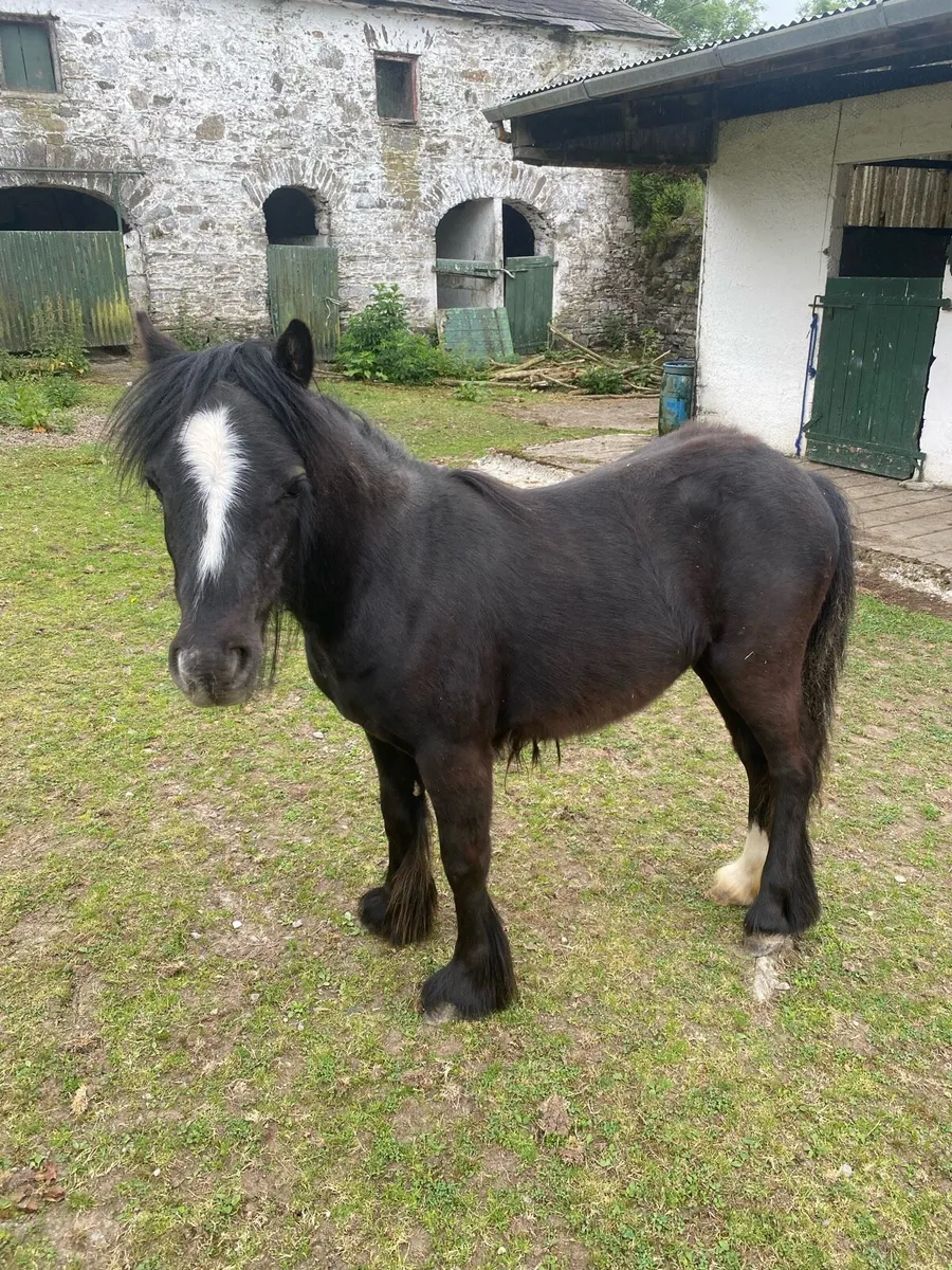 11 month old filly - Image 1