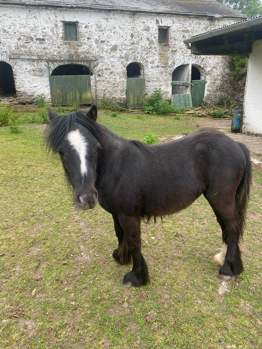 11 month old filly - Image 2