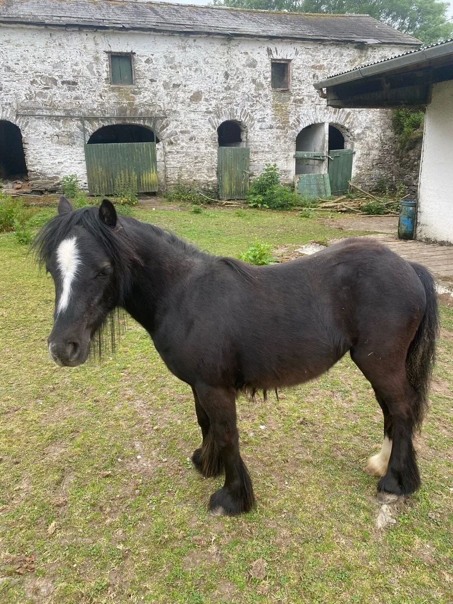 11 month old filly - Image 3