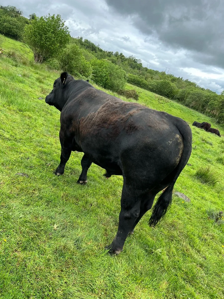 Bull for sale - Image 1