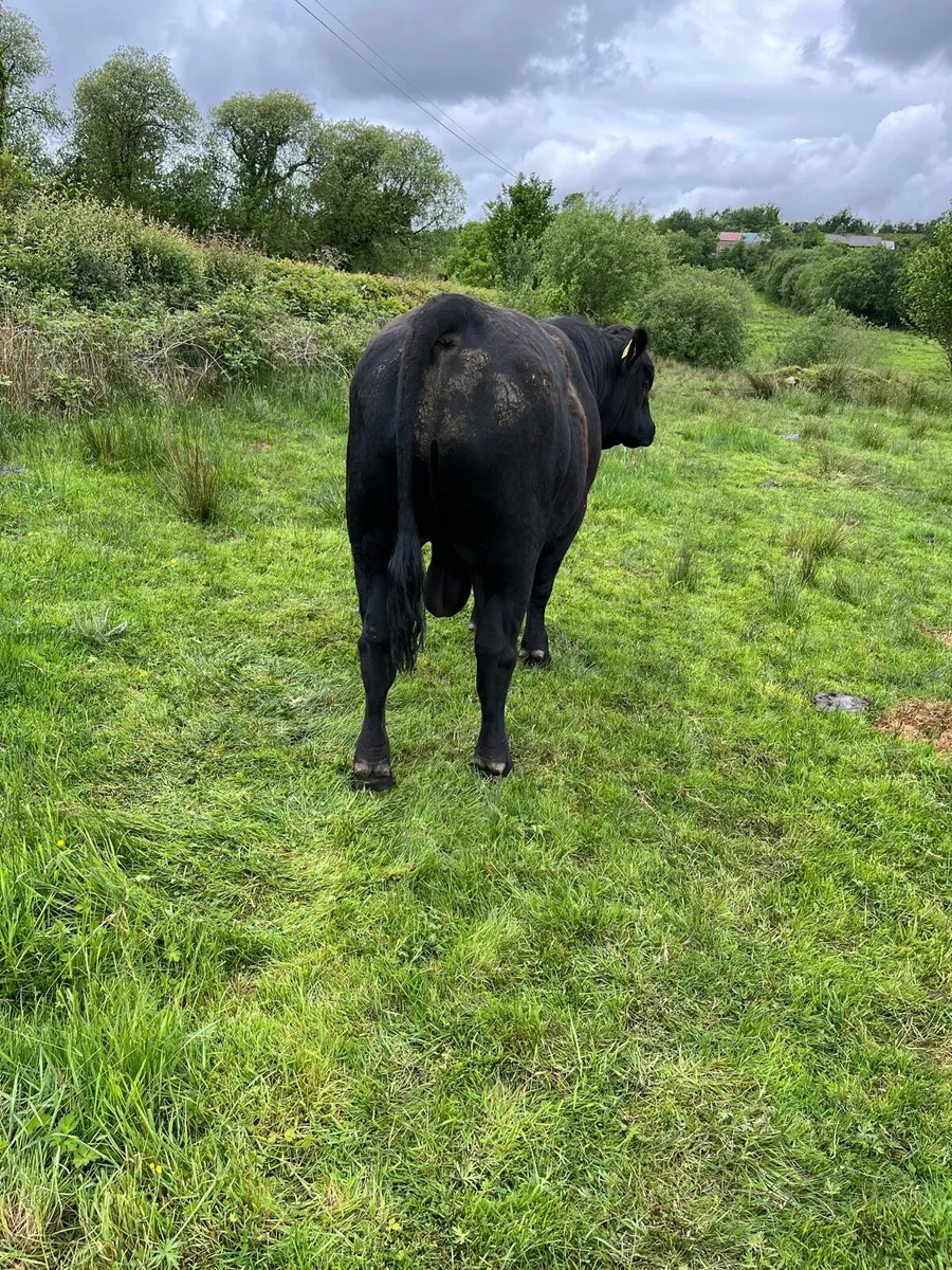 Bull for sale - Image 2