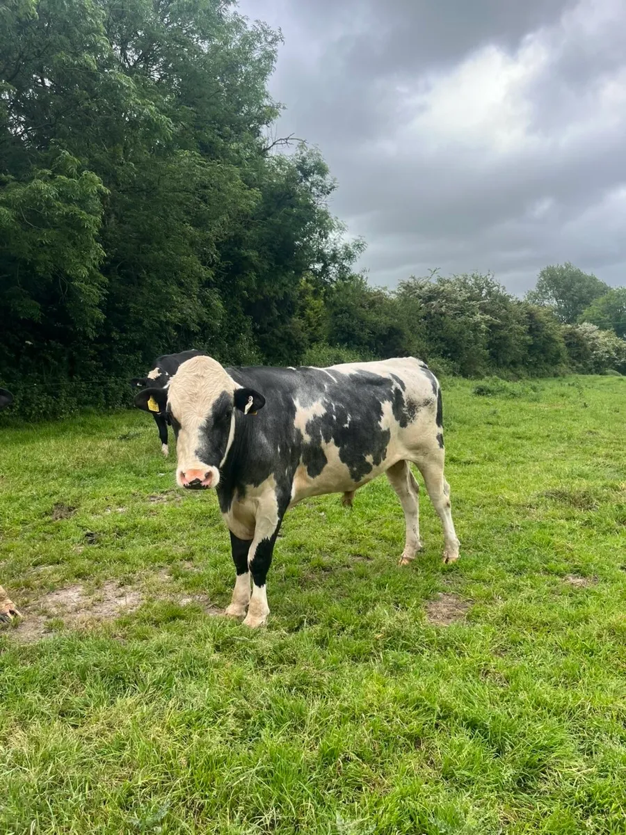 Pedigree Holstein Bull - Image 2