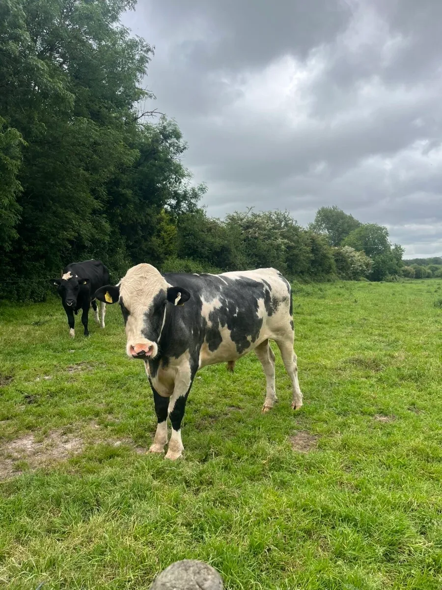 Pedigree Holstein Bull - Image 1