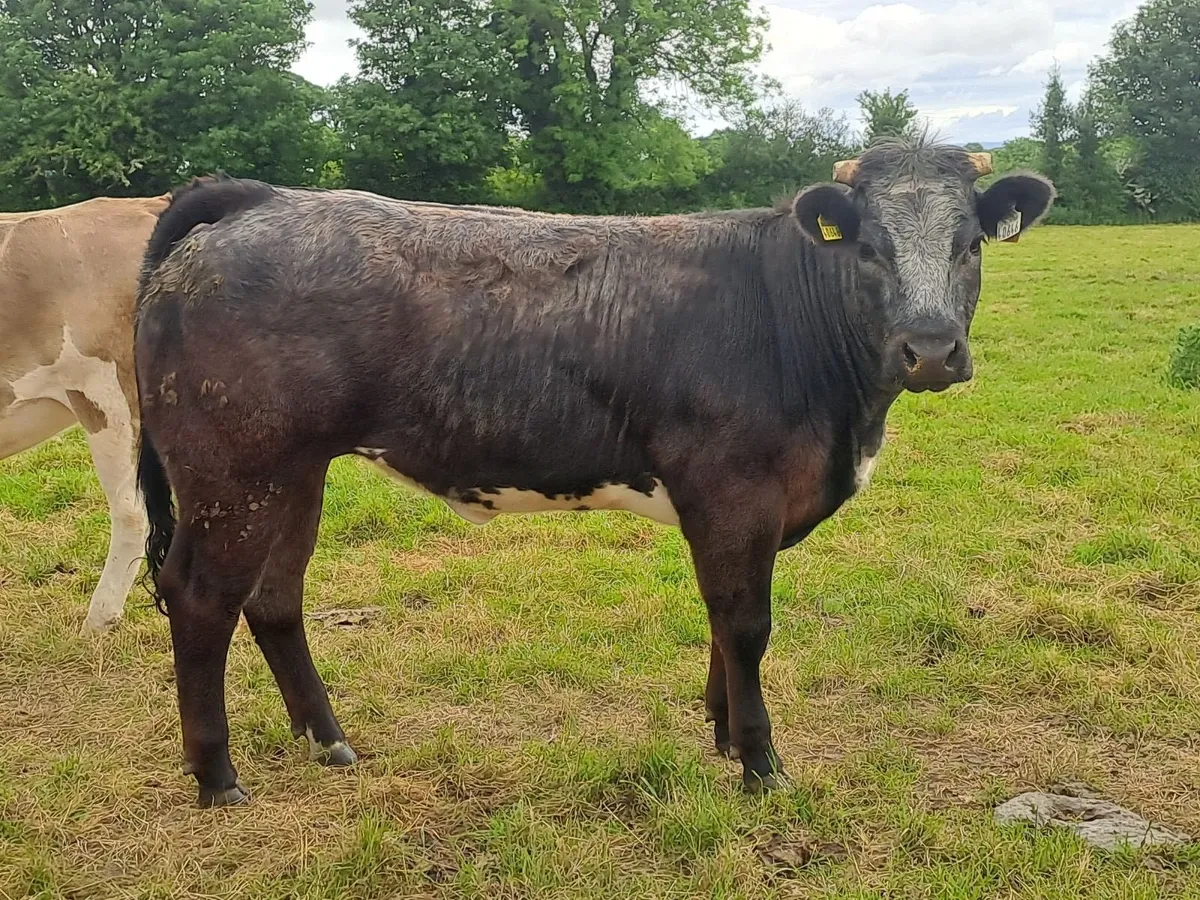 Belgium Blue heifers - Image 2