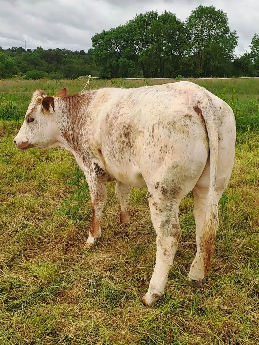 Belgium Blue heifers - Image 4
