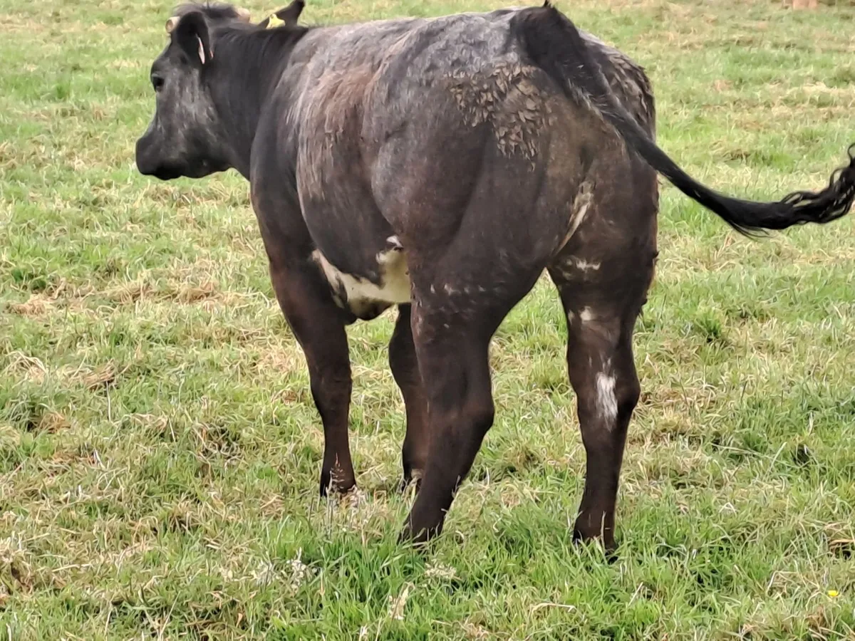 Belgium Blue heifers - Image 3