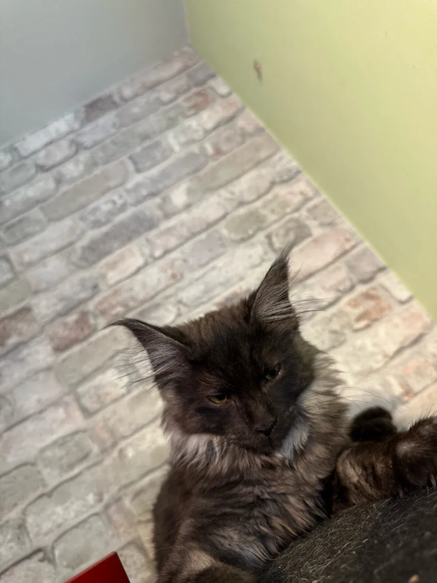Maine coon - Image 1
