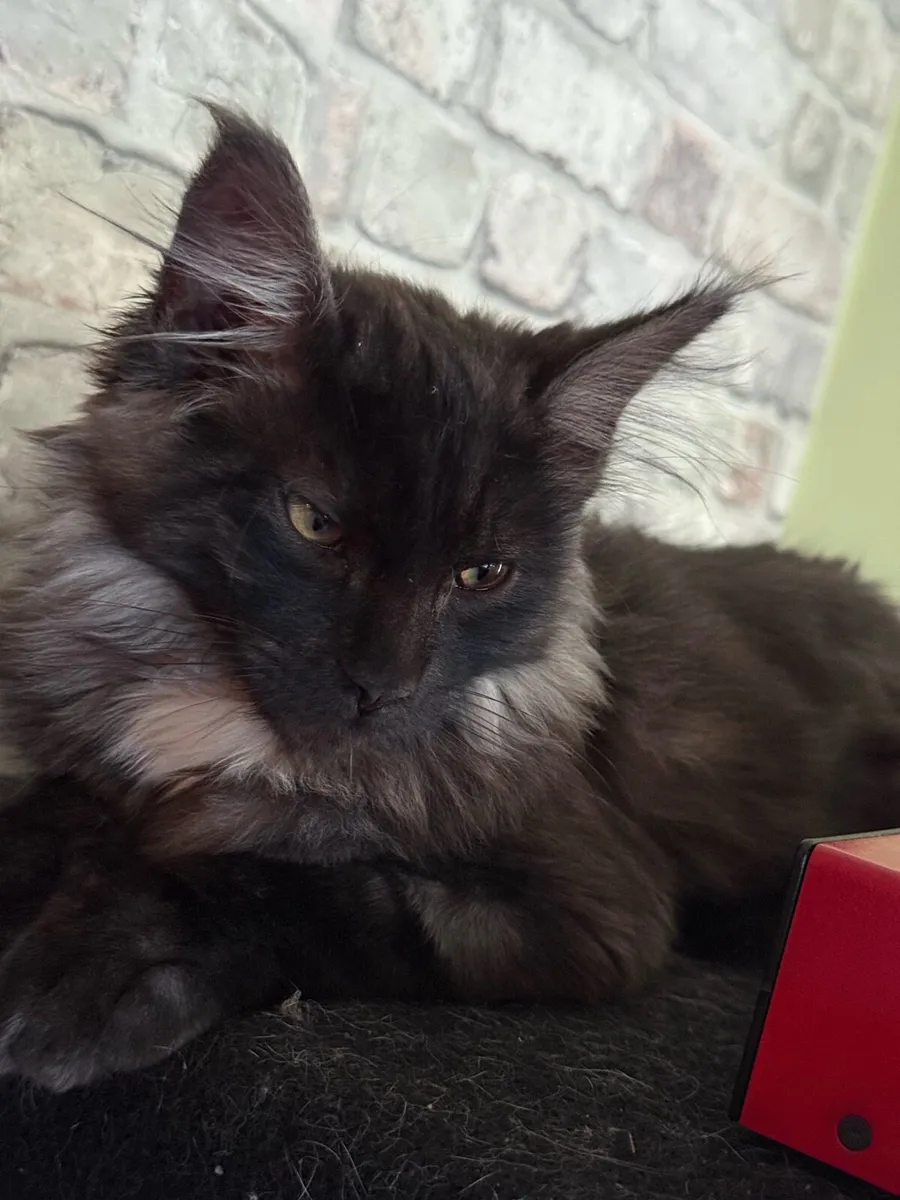 Maine coon - Image 2