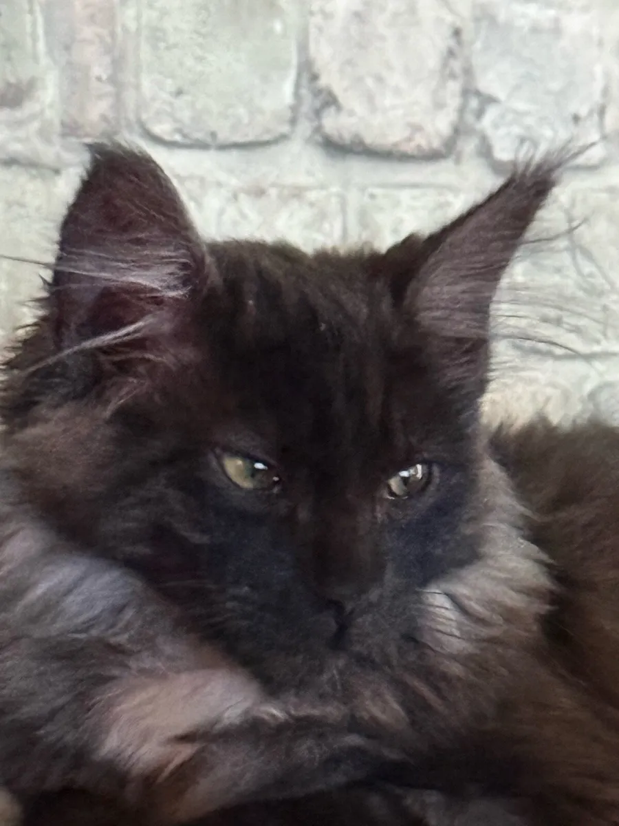 Maine coon - Image 3