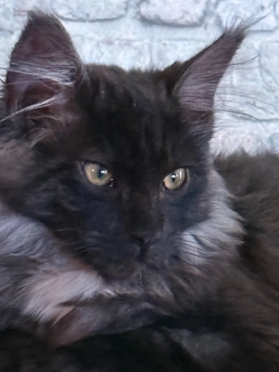 Maine coon - Image 4