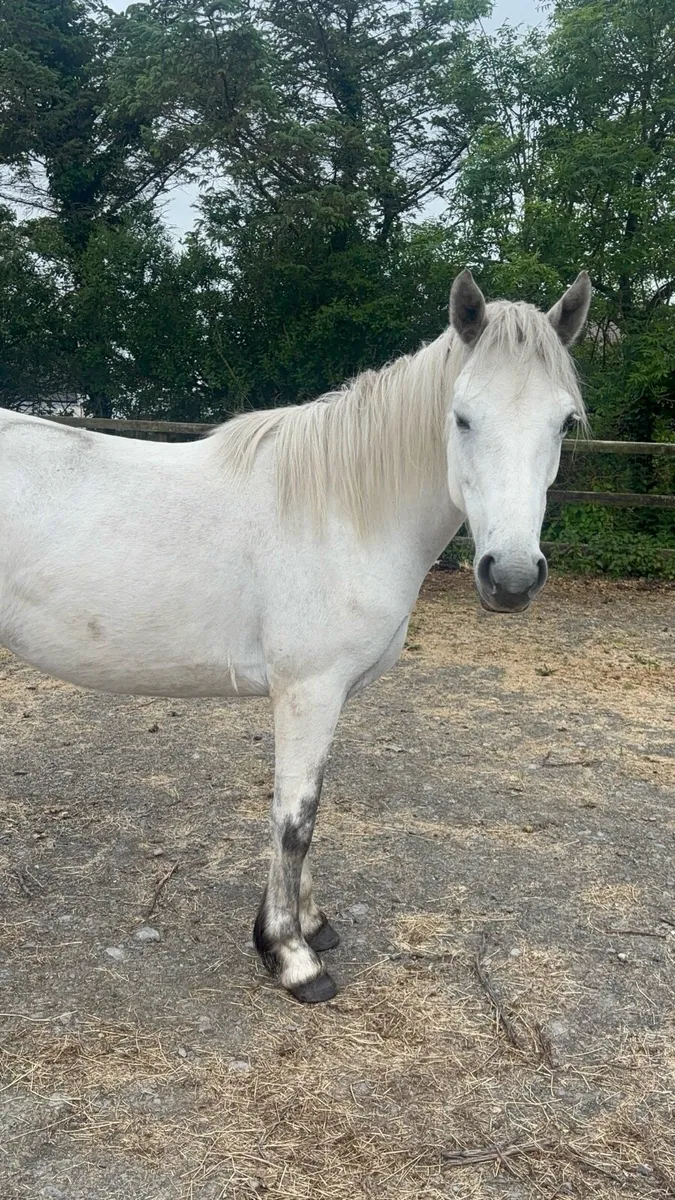 Connemara pony - Image 4