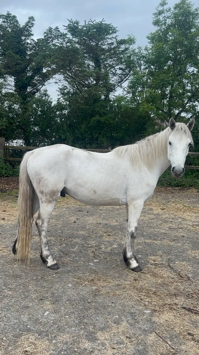 Connemara pony - Image 1