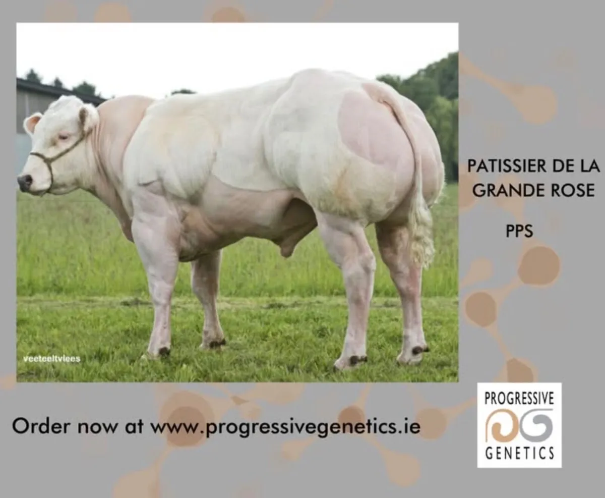 Weanling Bulls - Image 3