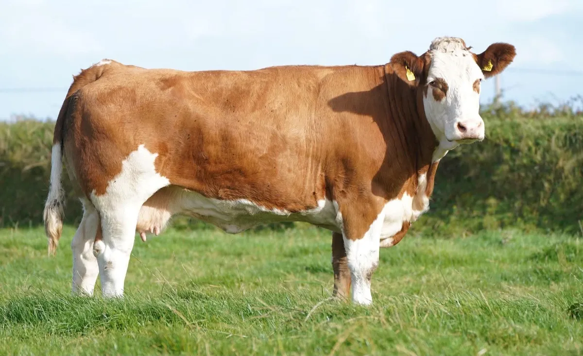 Weanling Bulls - Image 4