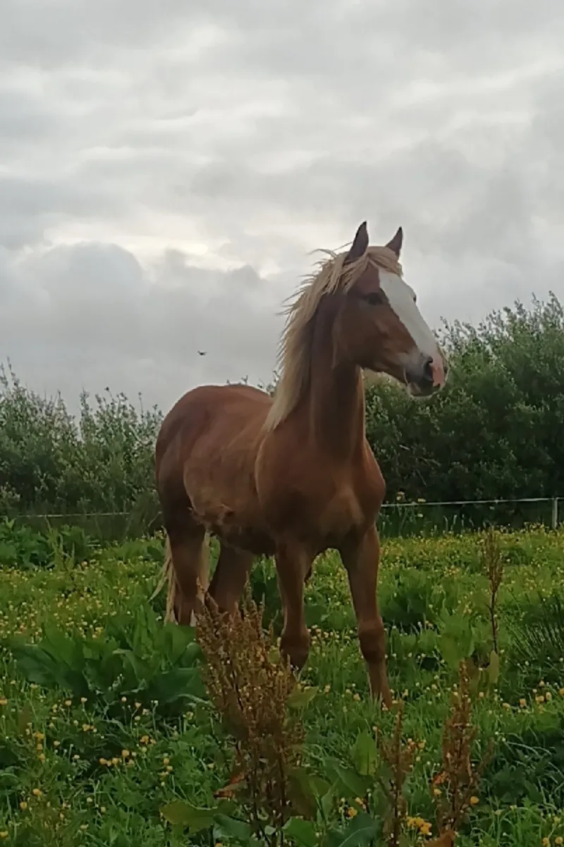 Cracking colt - Image 1