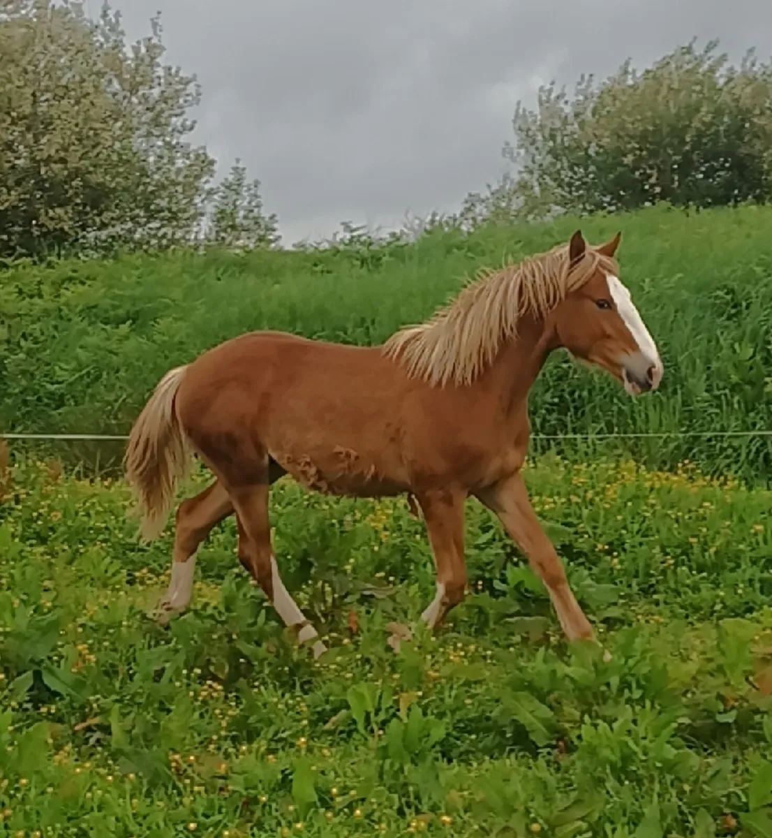Cracking colt - Image 2