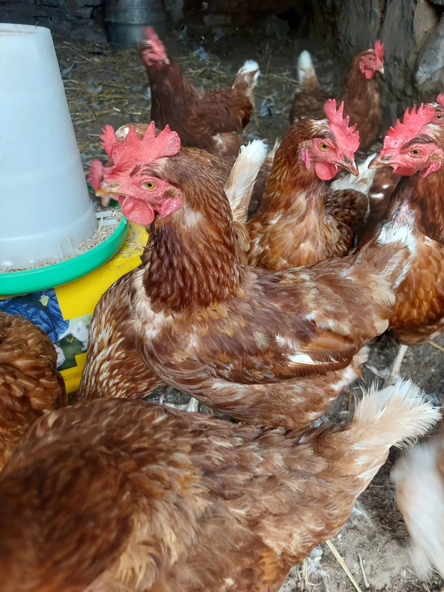 Brown laying hens and large fowl pullets - Image 1