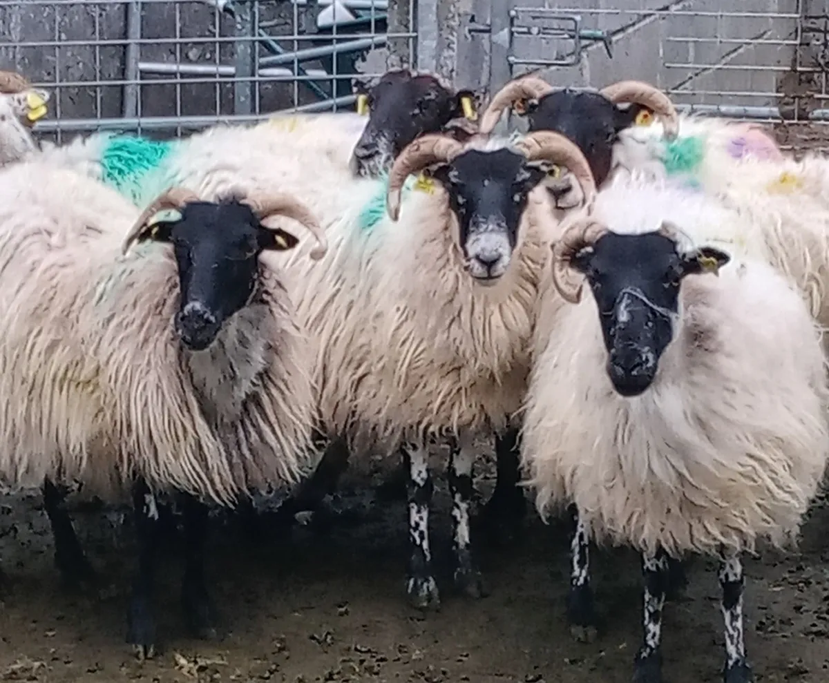 Dry Ewes . Good Price - Image 1