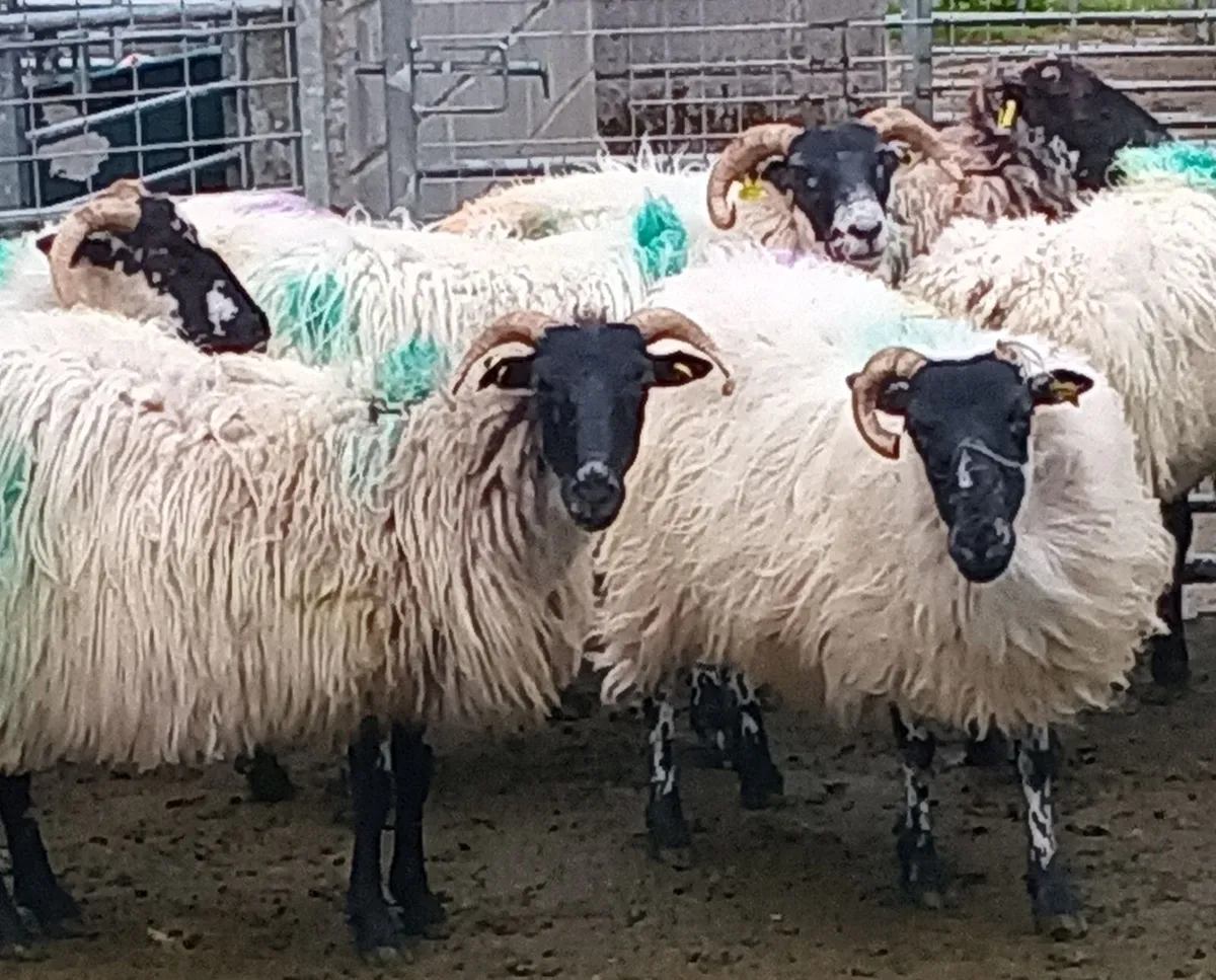 Dry Ewes . Good Price - Image 2