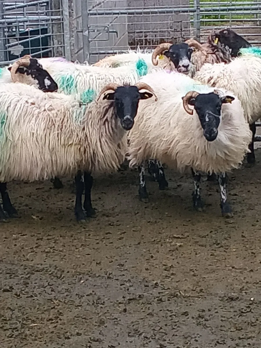 Dry Ewes . Good Price - Image 3