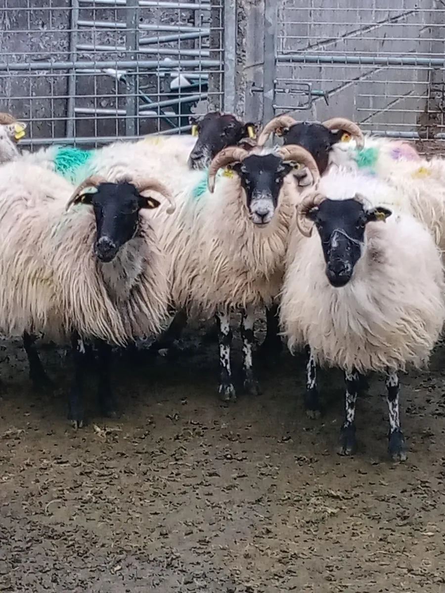 Dry Ewes . Good Price - Image 4