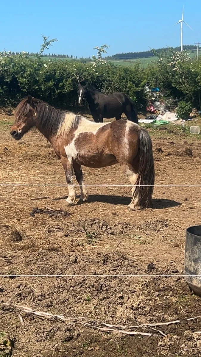 Shetland mare