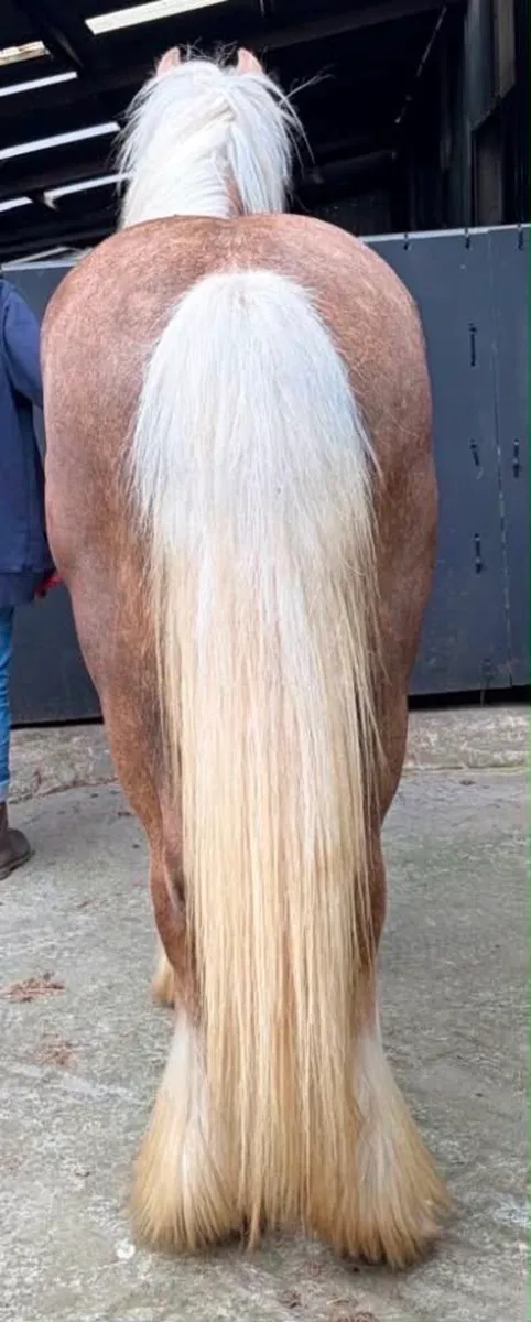 Pony - Image 2