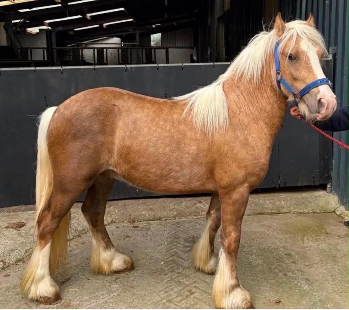 Pony - Image 3