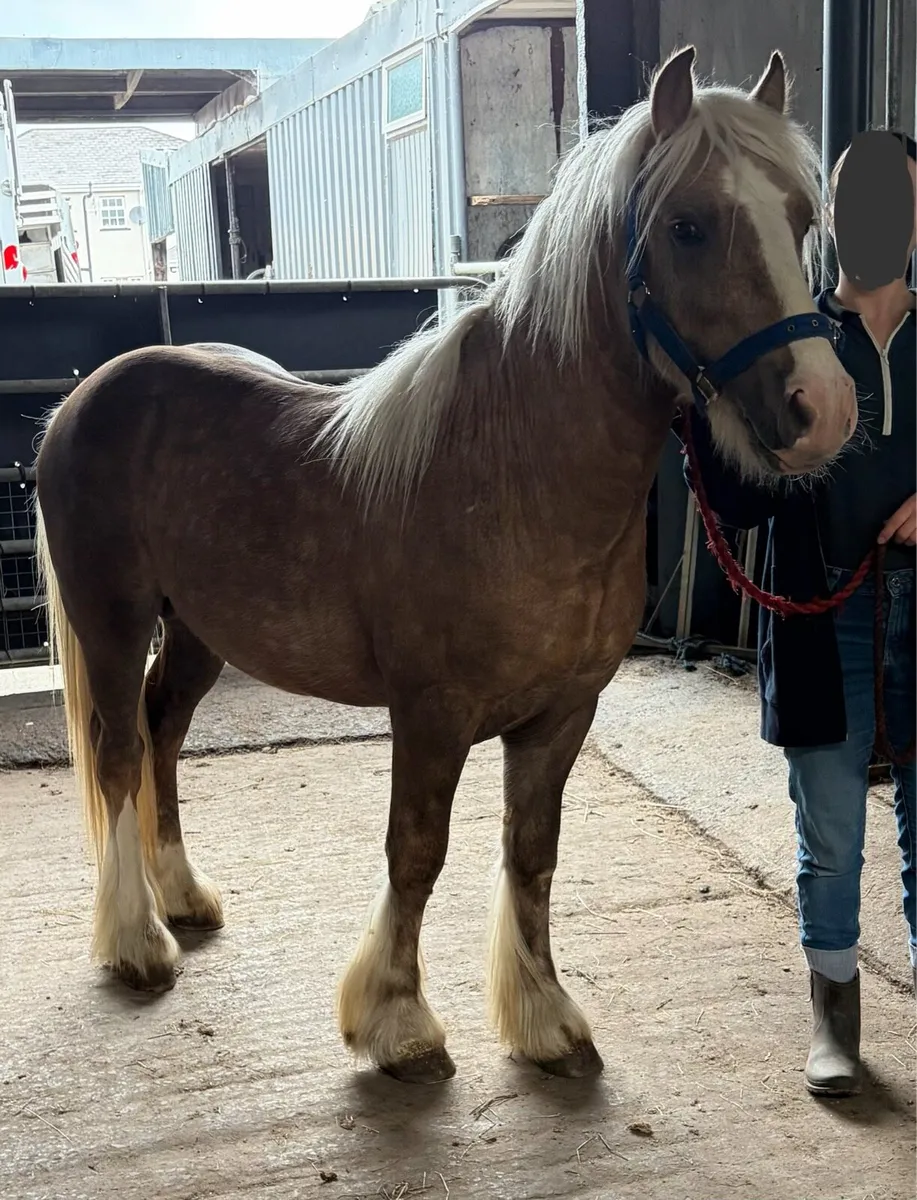 Pony - Image 4