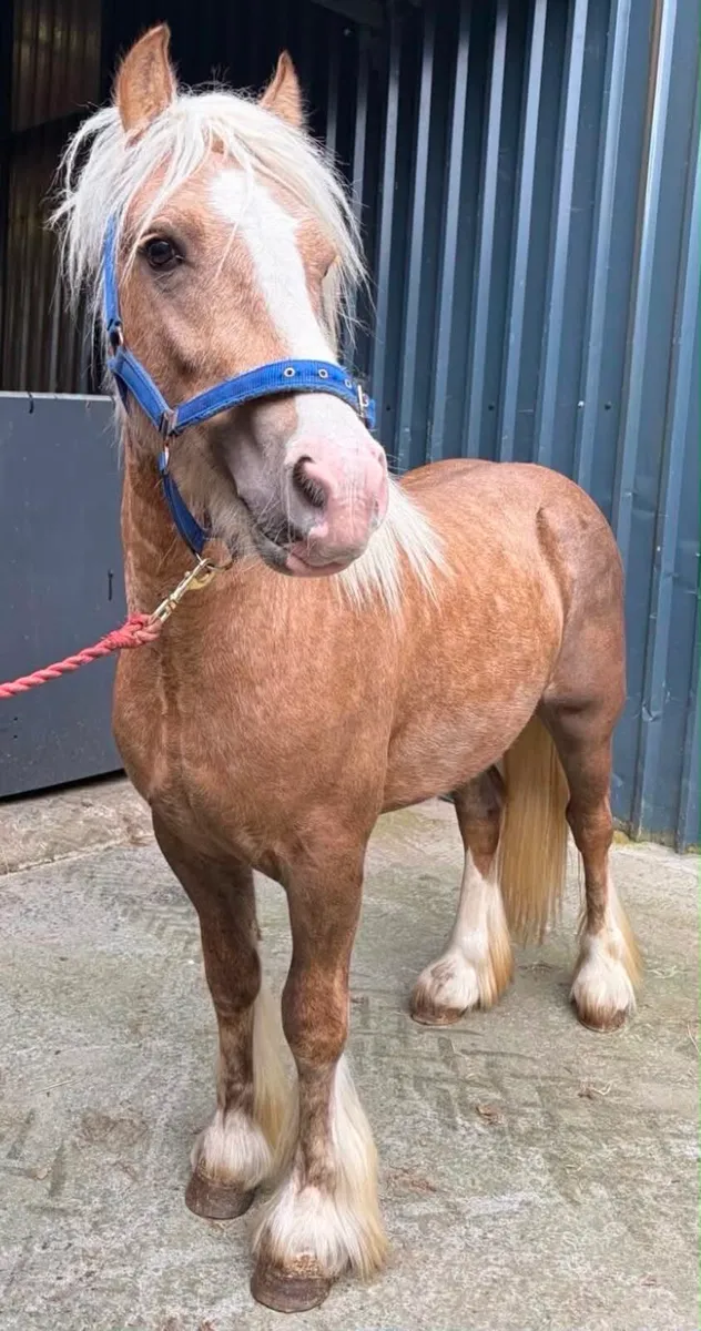 Pony - Image 1