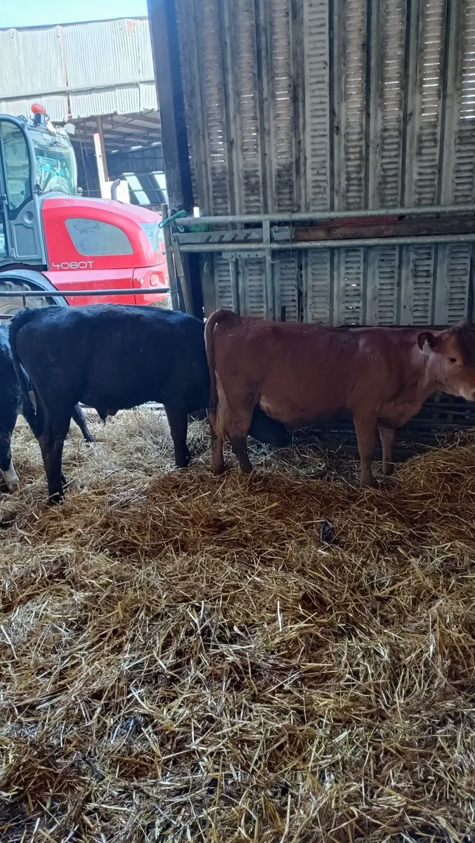 60 Reared bull calves - Image 1