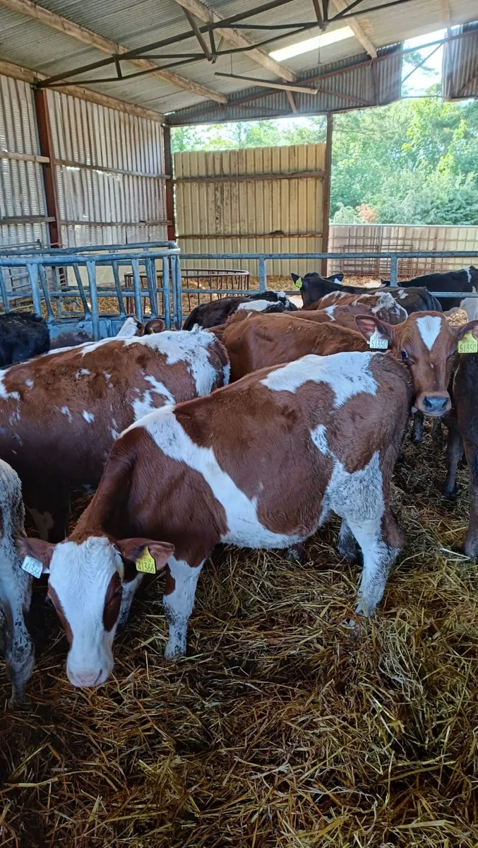 60 Reared bull calves - Image 2