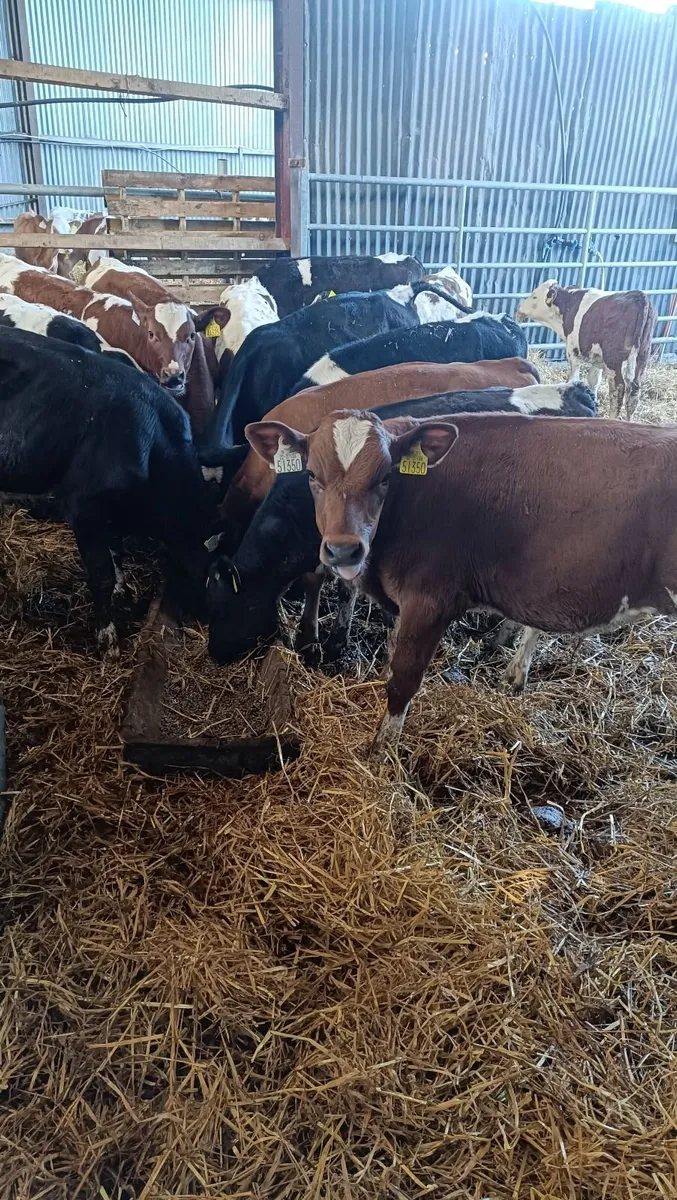 60 Reared bull calves - Image 3