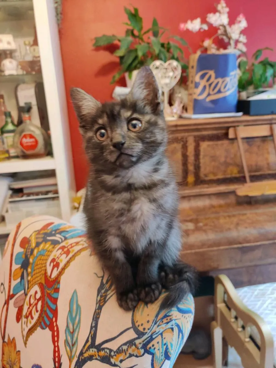 Kitten Main Coon crossed - Image 1