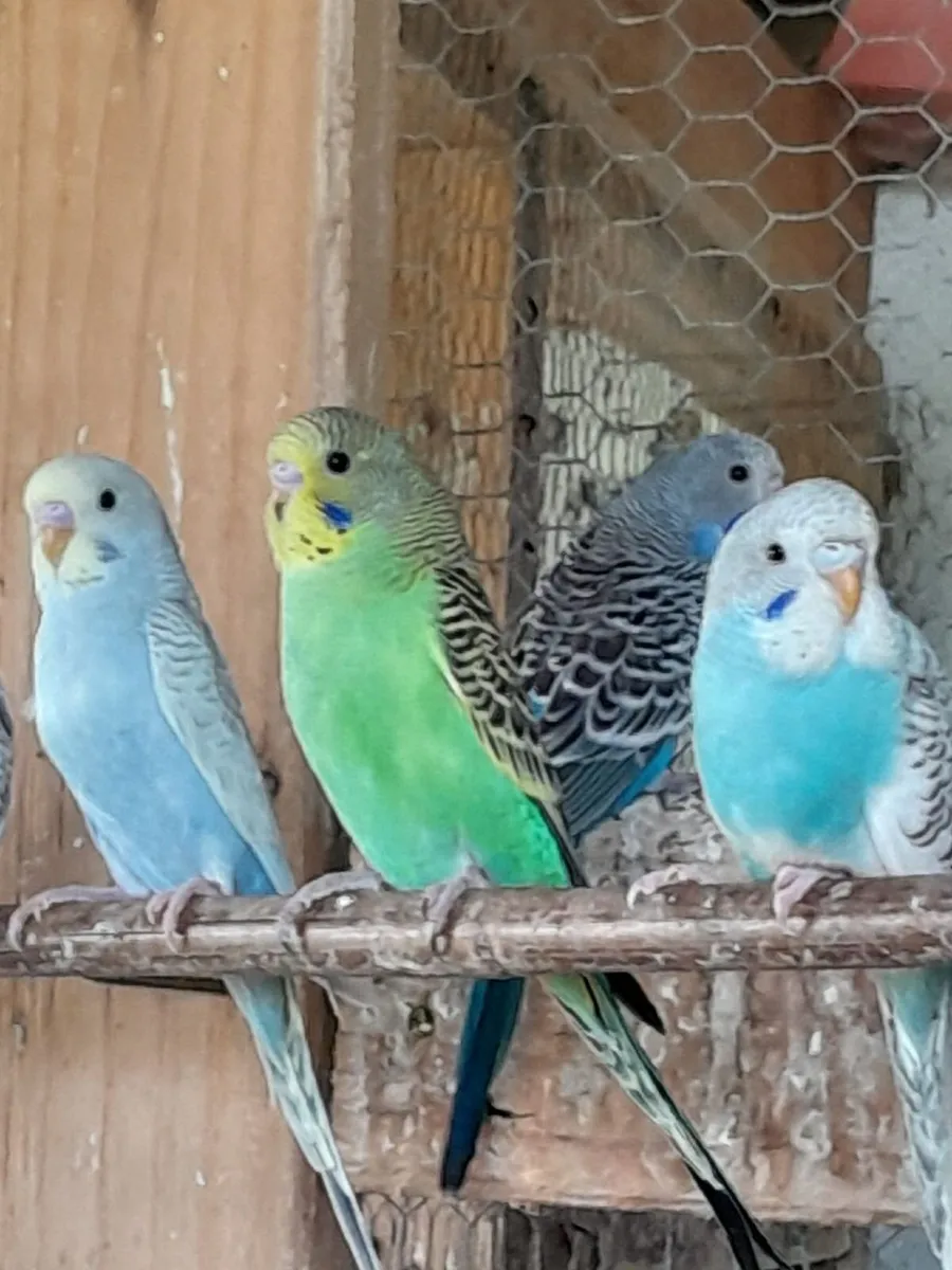 Budgies