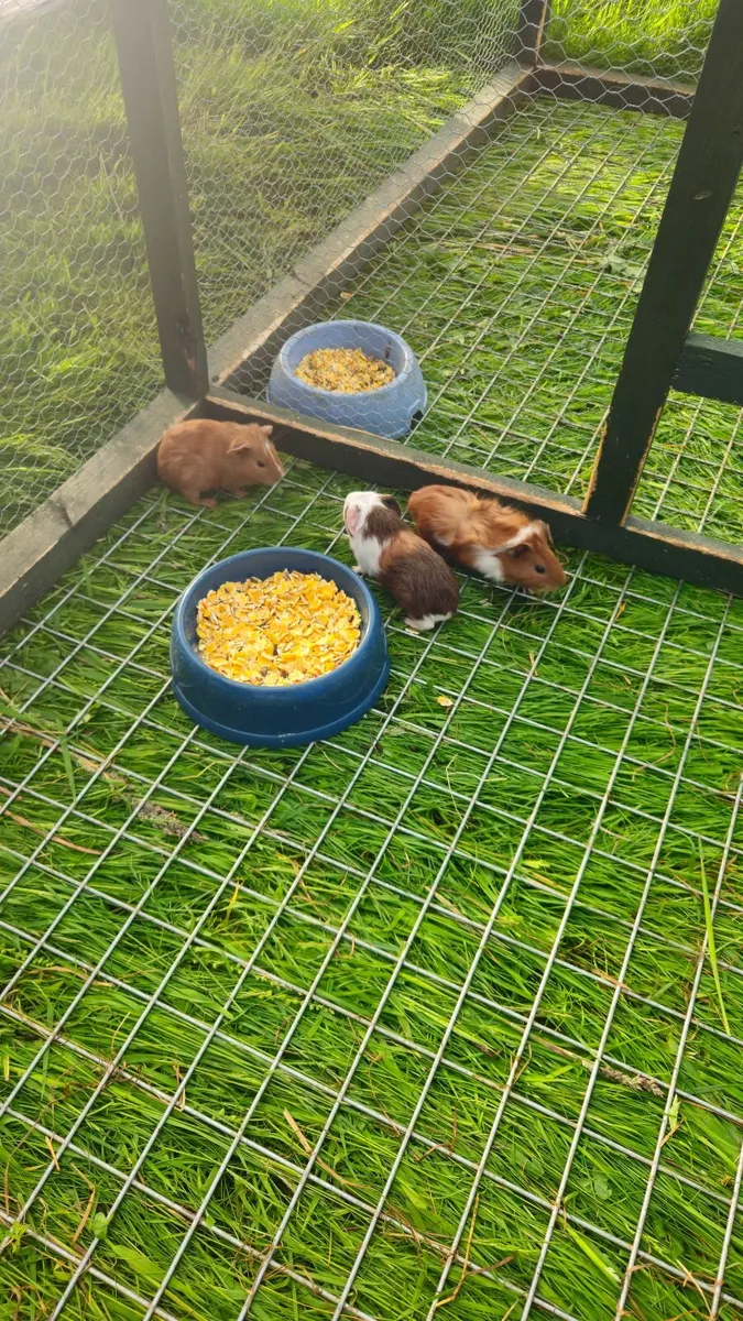 Guinea pigs - Image 1