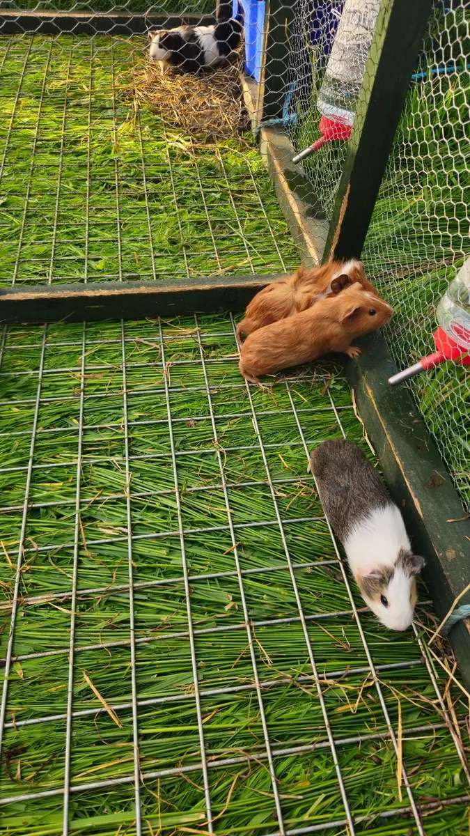 Guinea pigs - Image 2