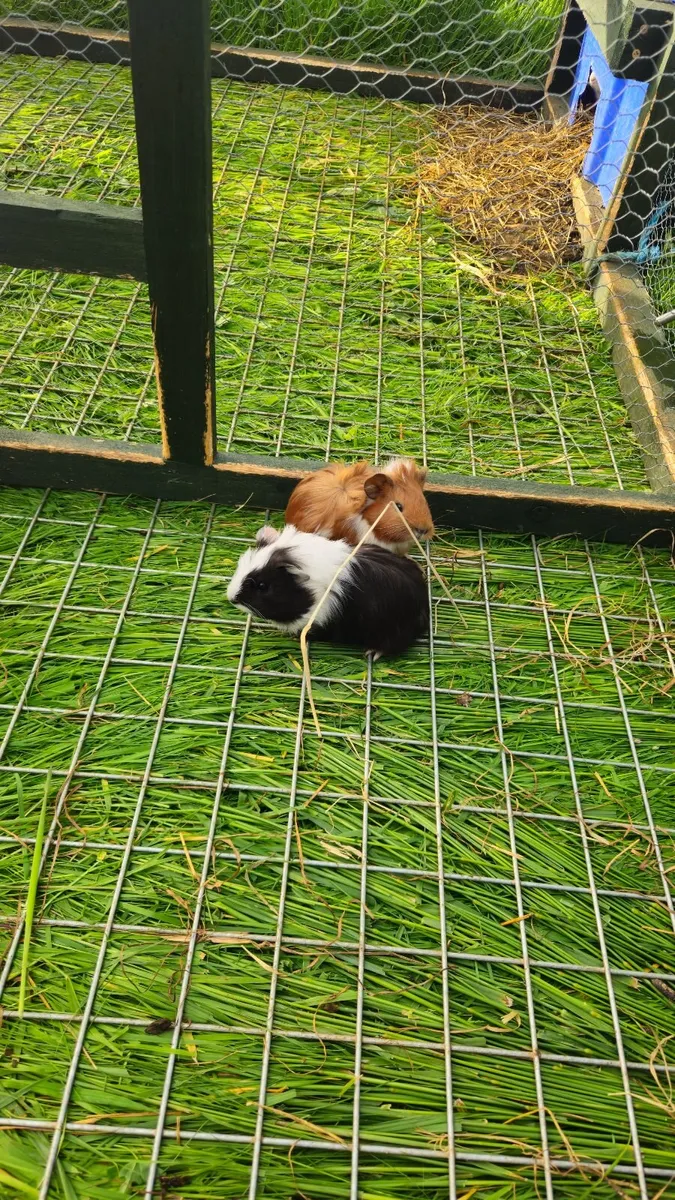 Guinea pigs - Image 3