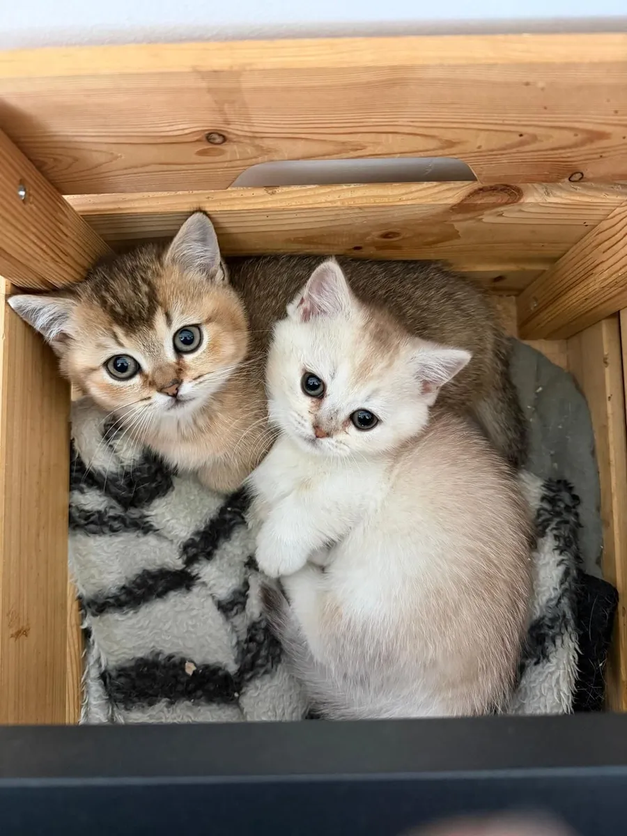 Pure breed Munchkin kittens - Image 1