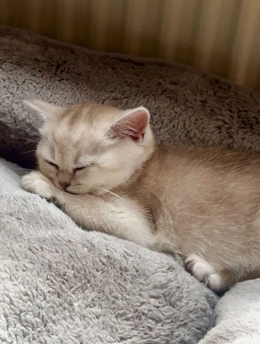 Pure breed Munchkin kittens - Image 2